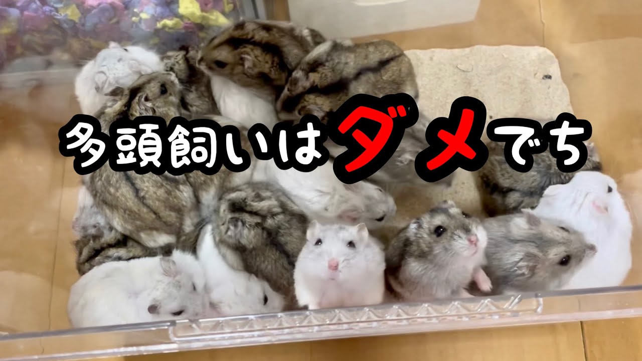 ハムスターパラダイス : 失敗しない育て方・ますますかわいくなる飼い方 Amazon.co.jp: はじめてのハムスターの育て方: 毎日楽しい