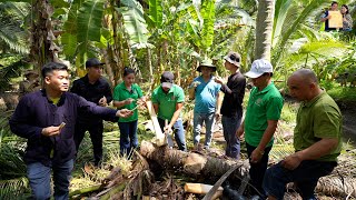 Về Bến Tre thu hoạch vườn Dừa 100 tuổi lấy Củ hủ Dừa vui nhớ đời cùng Team A Nguyễn Tất Thắng