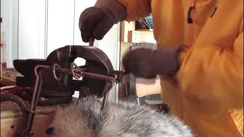 How to trap rodents with a Conibear trap..wmv