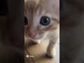子猫の進撃!ネコと癒し