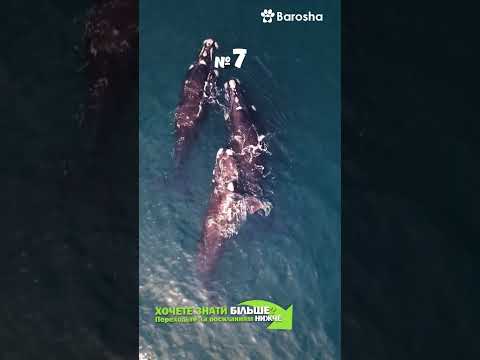 #Shorts 🌊 10 неймовірних фактів про Китів, які Вас здивують 🐋