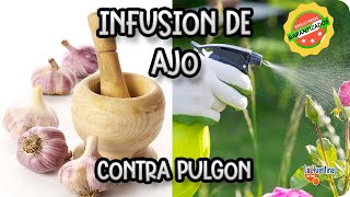 Infusion De Ajo Contra El Pulgon || Remedios Organicos || La Huertina De Toni