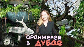 Обзор растений в ДУБАЕ  |  ОРАНЖЕРЕЯ  the green planet