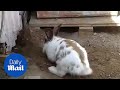 Heroic rabbit digs a tiny stuck kitten out of trouble!