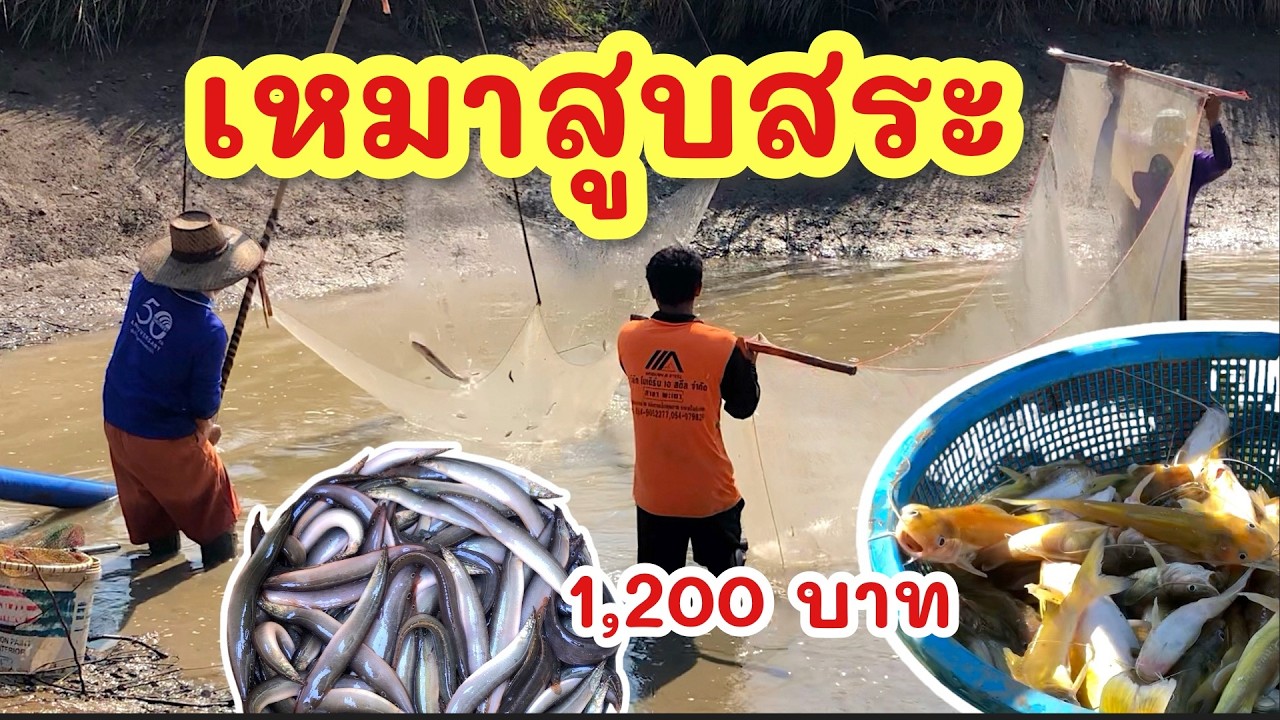 ยกยอ สูบสระ1200.บาท ►Fishing lifestyle Ep.870
