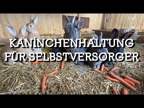 Video: Freilandhaltung Fleisch Kaninchen