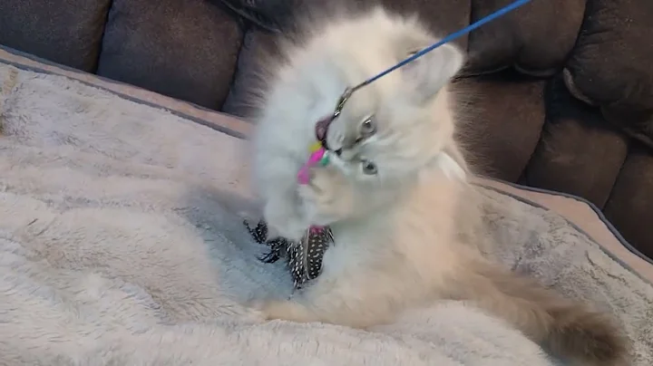 Video 512221: persian himalayan kittens, blue point himalayan persian, male persian himalayan, persians cfa kitten