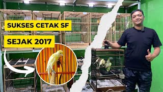 Konsisten ternak kenari jenis SCOTCH FANCY _ tips lancar produk sf x lokal x af (PART 1)
