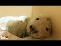 Watch This Tiny Baby Rescue Seal Grow Up and Swim Back to the Wild! | The Dodo Heroes Season 2