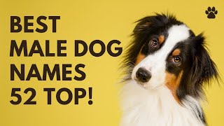 🐶 Best Male Dog Names 52 CUTE 🐾 TOP 🐾 UNIQUE 🐾 Ideas | Names by Names 31,850 views 2 years ago 3 minutes, 4 seconds