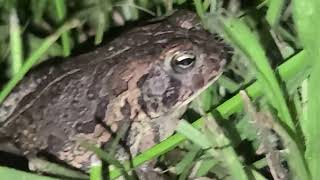 This is why you should never pet a Toad 