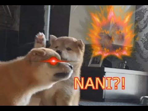 2 pupperinos vs enemy birb