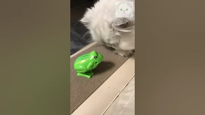 Watch the video about Frog toy entertains Persian cat #HappySaveTheFrogsDay #catshorts