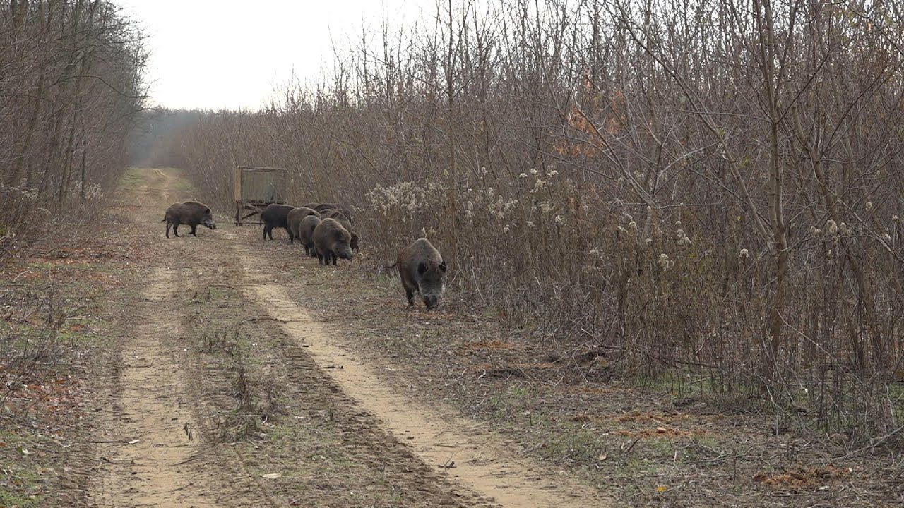 Erdő- és vadgazdálkodás Napkoron
