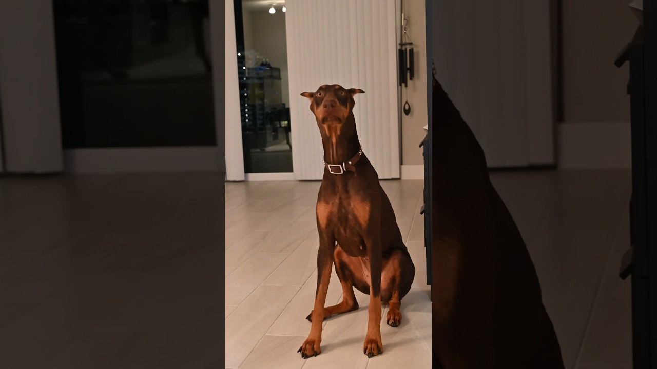 Doberman Pinscher excited to eat 