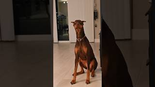 Doberman Pinscher excited to eat #shorts #food #dog #doberman