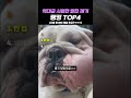 역대급 시원한 벌집 제거 랭킹 TOP4