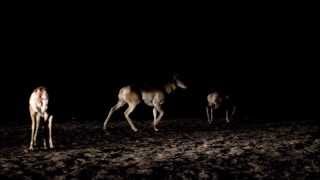 Pronghorn Release 2014