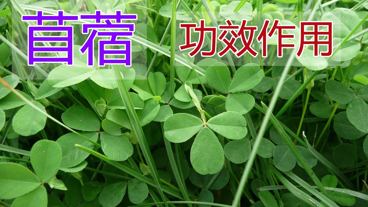 苜蓿的功效和作用 苜蓿泡水喝的功效 苜蓿食用禁忌 Youtube