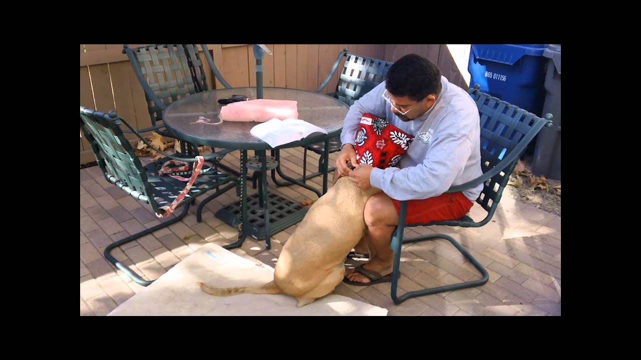 Dog Cone Alternative