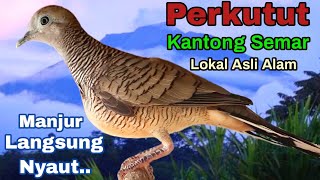 Suara Perkutut Lokal Kantong Semar Paling Manjur Bikin Lawan Langsung Nyaut