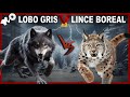 LOBO VS LINCE, ¿Realidad O Mito?  Lobo de Mackenzie vs Lince Boreal
