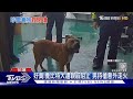 好臭!養比特犬遭親戚阻止 男持槍意外走火｜TVBS新聞 @TVBSNEWS01