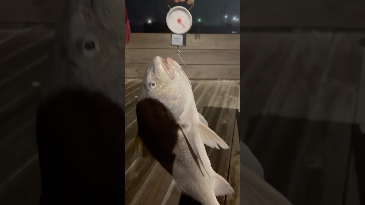 18lb black drum 22 pound drum and a 41inch red in the same night