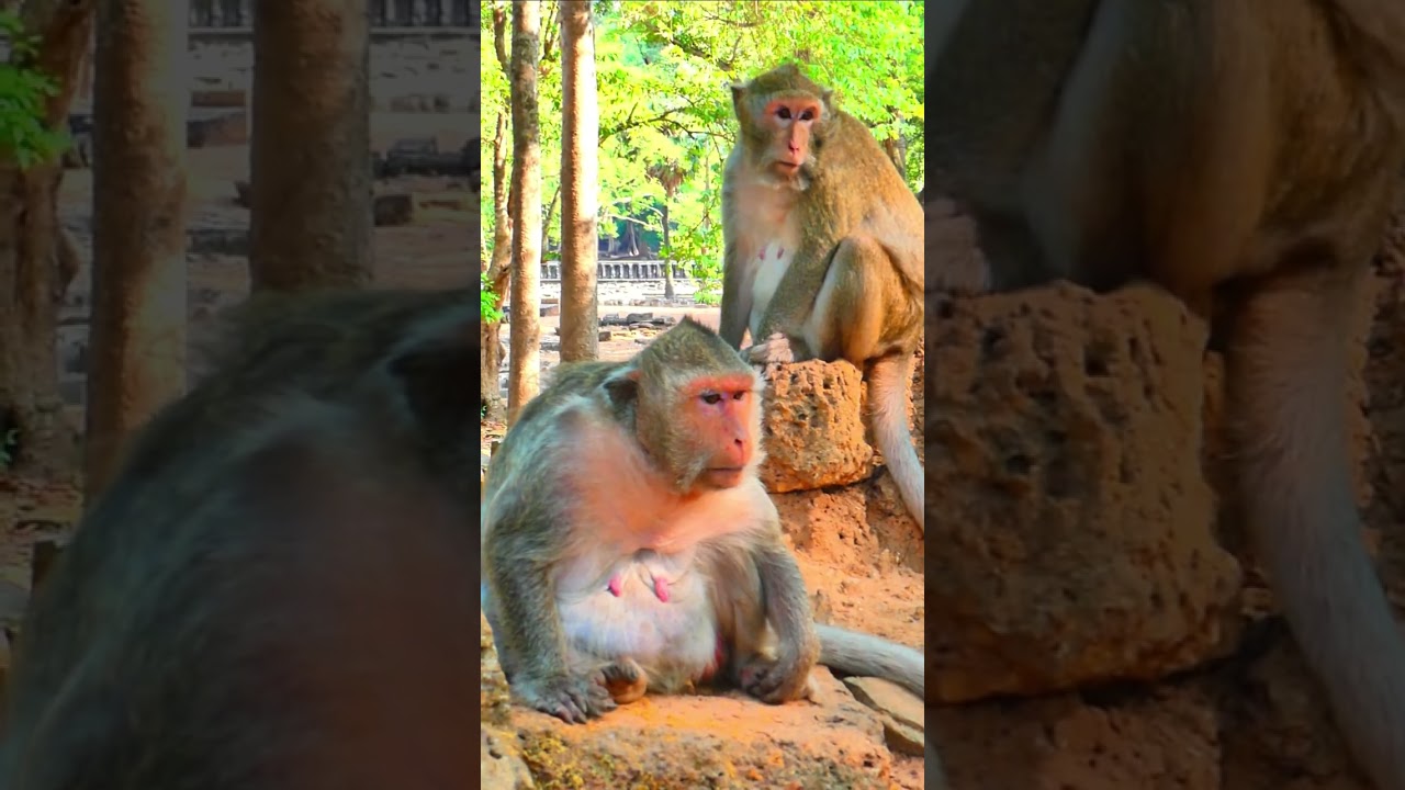 Cute active baby Sann 