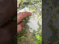 why toona fishis so hard#fish #food #fishing#reactionvideo#viralvideo#shortsvideo