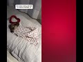 Puppy tucks himself in 😍 #cute #puppy #like #trending #trendingshorts #shorts #funny #subscribe