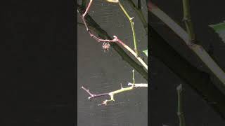 Look At The Fat Spider On The Web