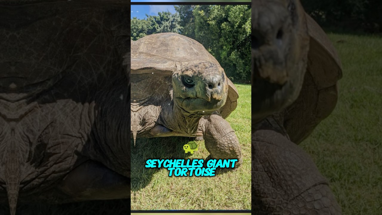 The World&rsquo;s Oldest Animals To Ever Live On Earth