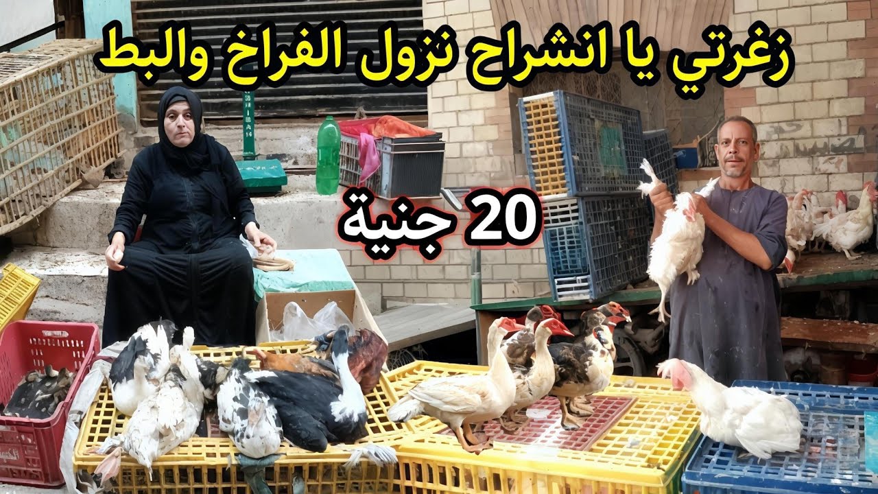 انهيار اسعار الطيور اليوم 2025 😱 اسعار الفراخ والبط نزلت 20 جنيه في اكبر سوق في مصر 🏃