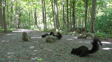 A Scurry of Squirrels in the Forest - 10 Hours - June 10, 2022