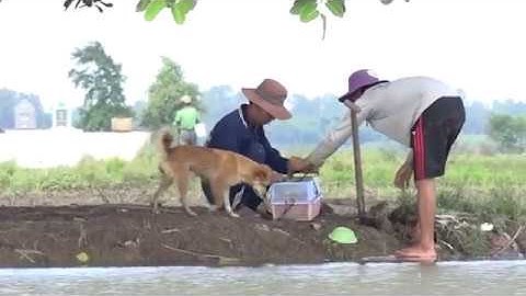 Săn chuột đồng khi mùa nước lũ về miền Tây