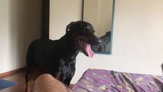 Doberman Knows Winter Is Coming...