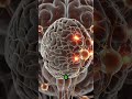 🧠 Cosa Sono Davvero le Emozioni? #animation