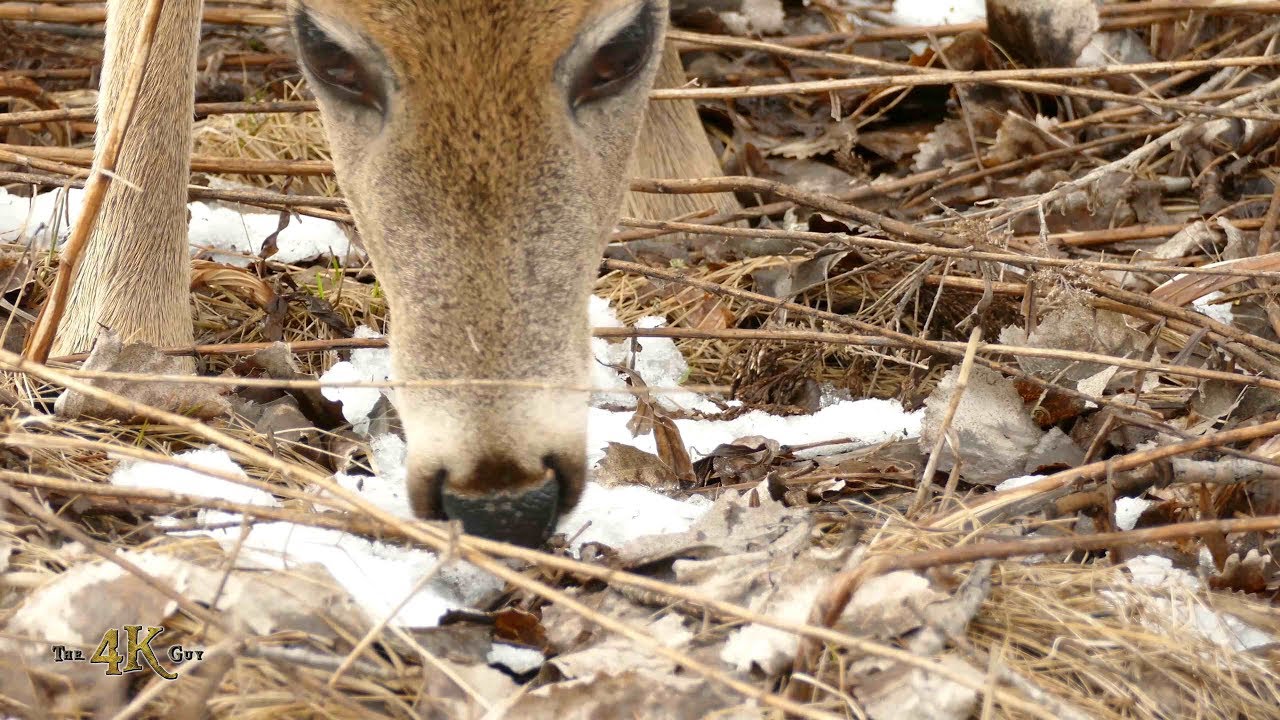 Canada: One hour spring nature video of deers and geese in 4K