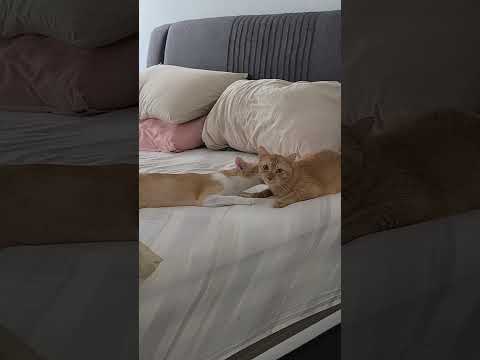 #caty #cutecat #catvideos #catlover #catkittenanimal #adorablecat #catty #cute #catie #animal