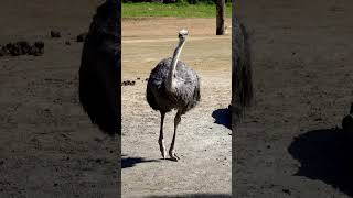 How Does an Ostrich Sleep?