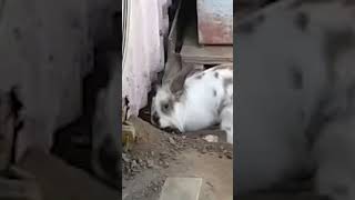 Hero Rabbit Saves Trapped Cat!