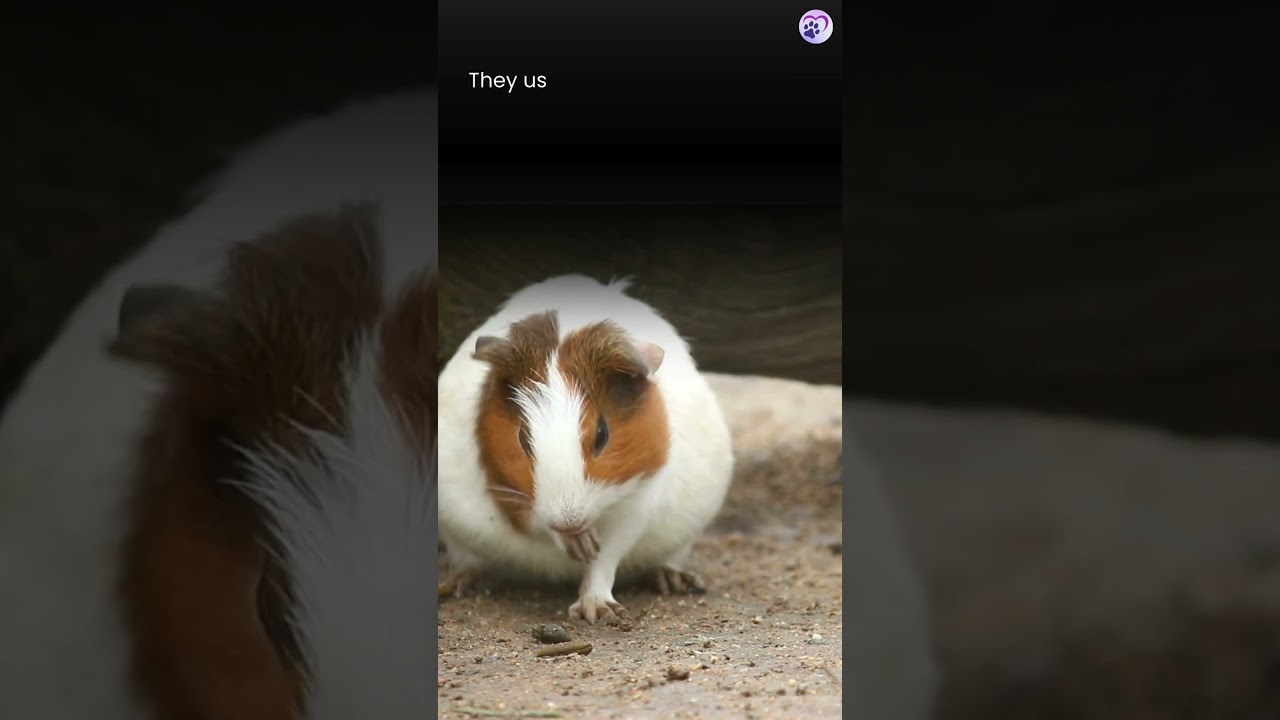 Hamster cleaning itself