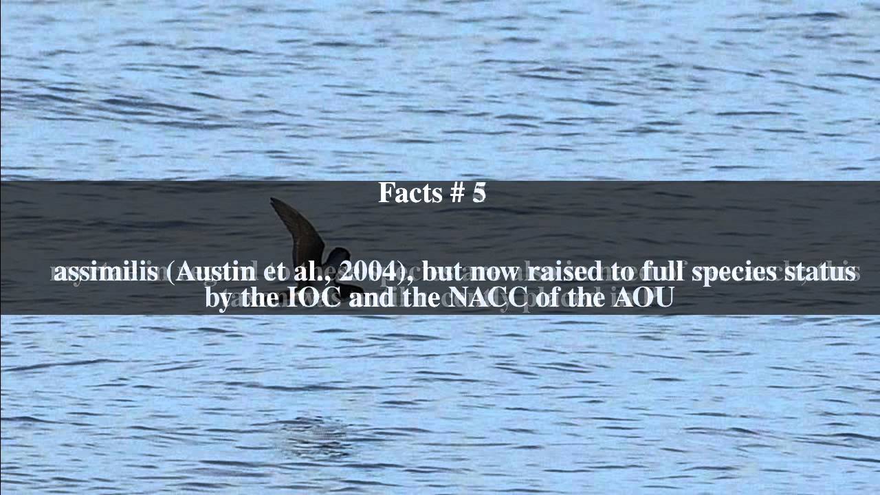 Townsend's shearwater Top # 7 Facts