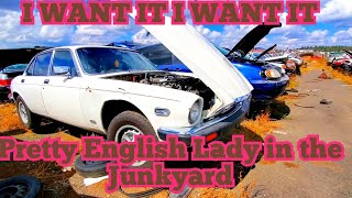 GORGEOUS, SOPHISTICATED 1984 Jaguar XJ6 sadly rotting away! 1984 Jaguar Xj6 Value