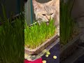 #позитив #cat #цитаты #котофейка #кот #прикольныекоты #юмор #котики #котик #красиваякошка #прикол