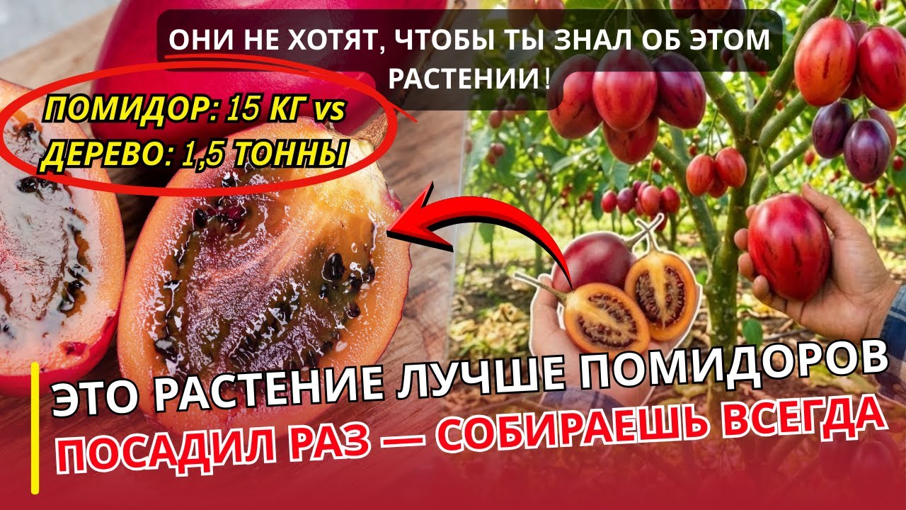 Лучше обычных помидоров: дерево, которое кормит 20 лет без пересадки | УРОЛОГ ОТВЕЧАЕТ