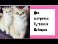 Золотые британские котята редкого окраса ny12 British shorthair cats (females) NY12