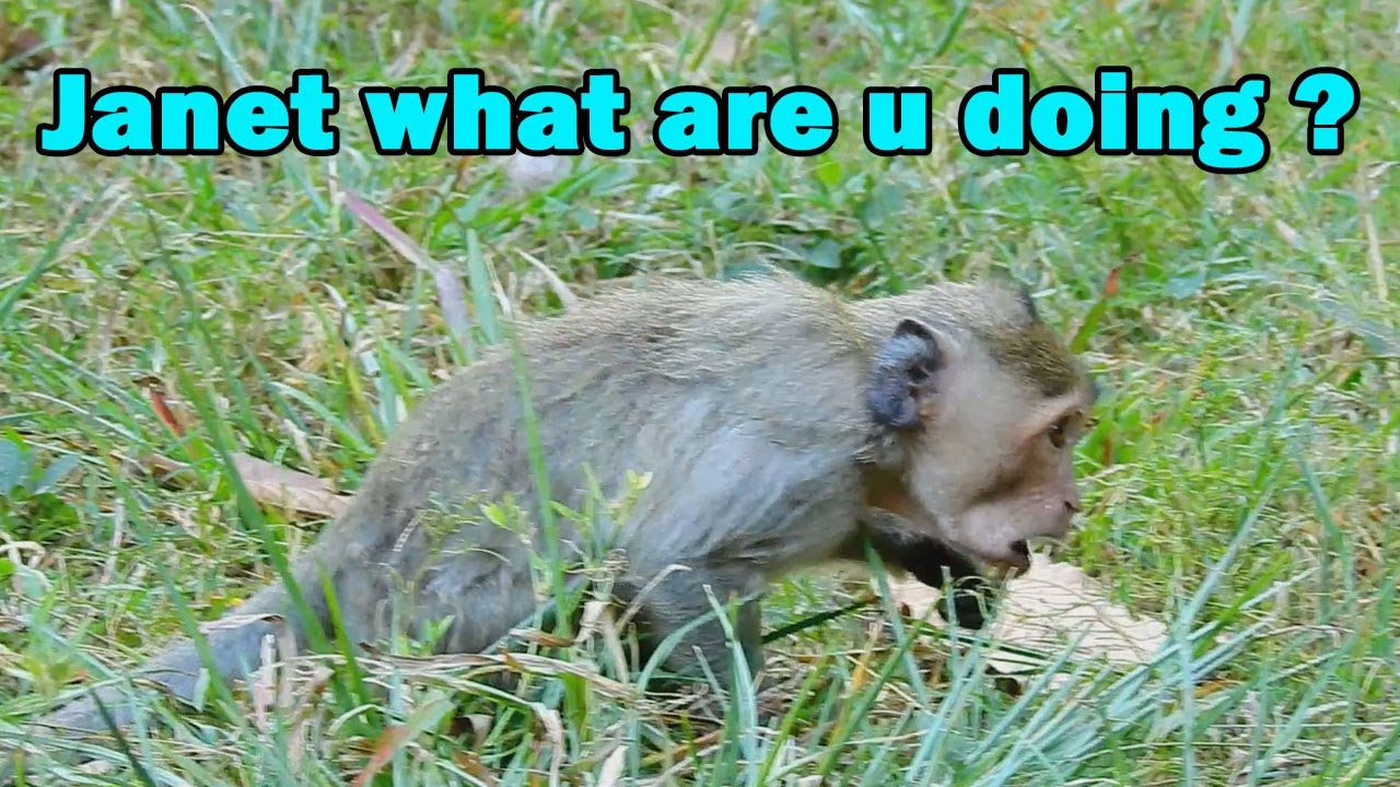 Janet today not yet get milk from mom, Janet hungry milk but Janet eat grass and Locusts instead