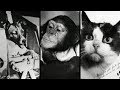 10 Animals That Went to Space